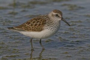 Image of a Western Sandpiper in its natural habitat