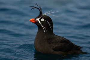 Image of a Whiskered auklet