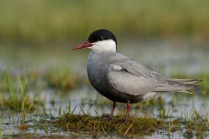 Image of a Whiskered Tern in its natural habitat