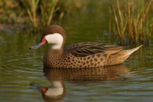 Image of a White cheeked pintail