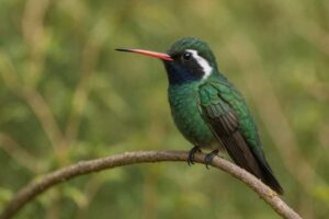 Image of a White-eared Hummingbird in its natural habitat
