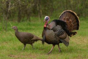 Image of a male and female Wild turkey