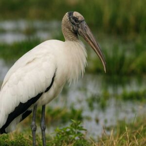 Image of a Wood Stork in its natural habitat
