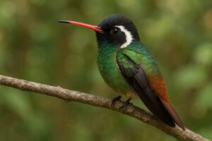 Image of a Xantus's Hummingbird in its natural habitat