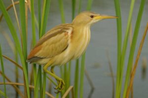 Image of a Yellow Bittern in its natural habitat