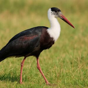 Image of a African woolly necked stork