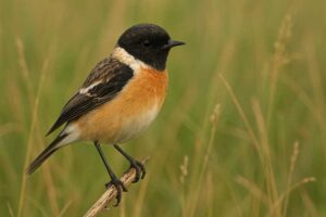 Image of a Amur Stonechat in its natural habitat