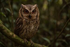 Image of a Anjouan Scops Owl in its natural habitat
