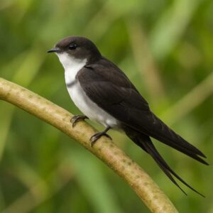 Image of a Antillean Palm Swift in its natural habitat