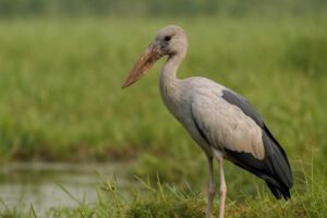 Image of a Asian Openbill in its natural habitat