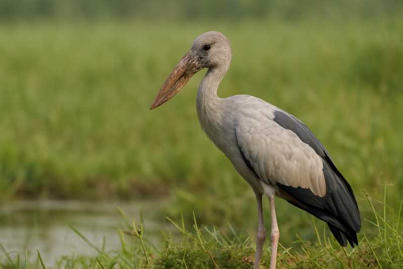 Image of a Asian Openbill in its natural habitat