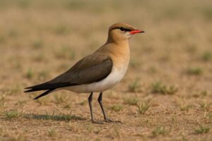Image of a Australian Pratincole in its natural habitat