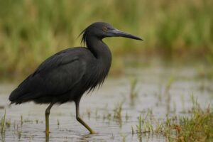 Image of a Black Heron in its natural habitat