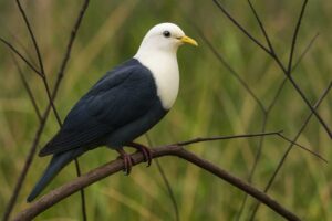 Image of a Black-banded Fruit Dove in its natural habitat