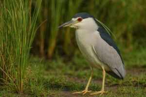 Image of a Black-crowned Night Heron in its natural habitat