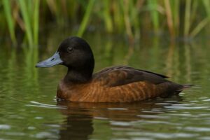 Image of a Black-headed Duck in its natural habitat