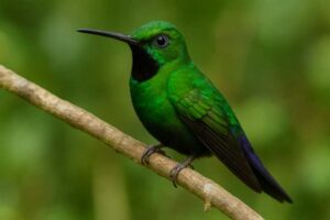 Image of a Black-throated Brilliant in its natural habitat