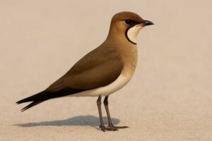 Image of a Black-winged Pratincole in its natural habitat
