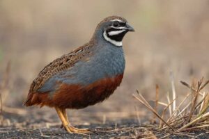 Image of a Blue Quail in its natural habitat