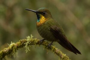 Image of a Bronze-tailed Thornbill in its natural habitat