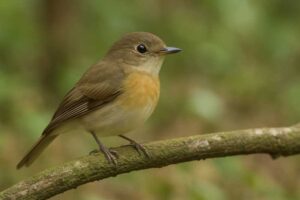 Image of a Brown-chested Jungle Flycatcher in its natural habitat