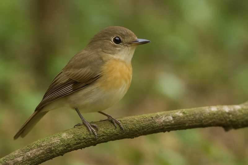 Image of a Brown-chested Jungle Flycatcher in its natural habitat