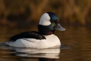 Image of a Bufflehead in its natural habitat