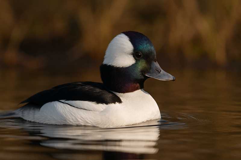 Image of a Bufflehead in its natural habitat