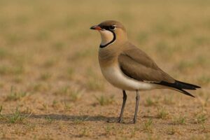 Image of a Collared Pratincole in its natural habitat