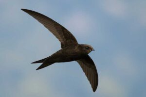 Image of a Cook's Swift in its natural habitat