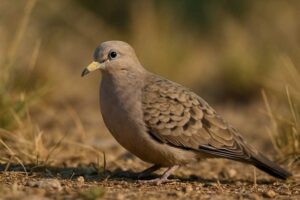 Image of a Croaking Ground Dove in its natural habitat