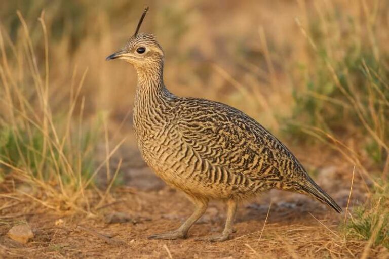 Image of a Elegant Crested Tinamou in its natural habitat