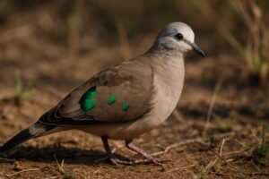 Image of a Emerald-spotted Wood Dove in its natural habitat