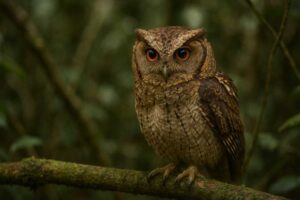 Image of a Enggano Scops Owl in its natural habitat