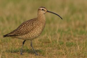 Image of a Eskimo Curlew in its natural habitat