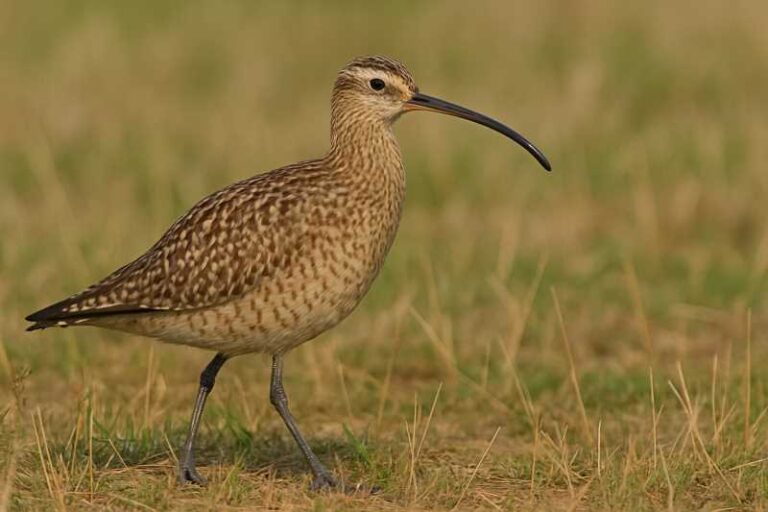 Image of a Eskimo Curlew in its natural habitat