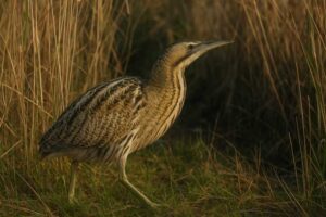 Image of a Eurasian Bittern in its natural habitat