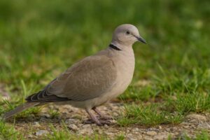 Image of a Eurasian Collared Dove in its natural habitat