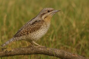 Image of a Eurasian Wryneck in its natural habitat