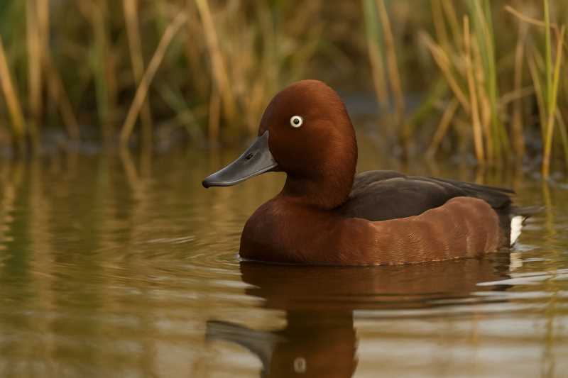 Image of a Ferruginous Duck in its natural habitat