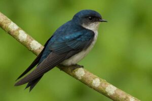 Image of a Glossy Swiftlet in its natural habitat