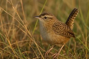 Image of a Grass Wren in its natural habitat
