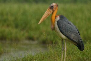 Image of a Greater Adjutant in its natural habitat