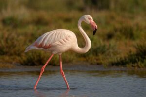 Image of a Greater flamingo