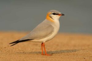 Image of a Grey Pratincole in its natural habitat