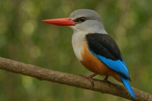 Image of a Grey-headed Kingfisher in its natural habitat