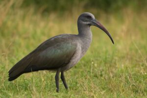 Image of a Hadada ibis