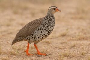 Image of a Heuglin's Spurfowl in its natural habitat