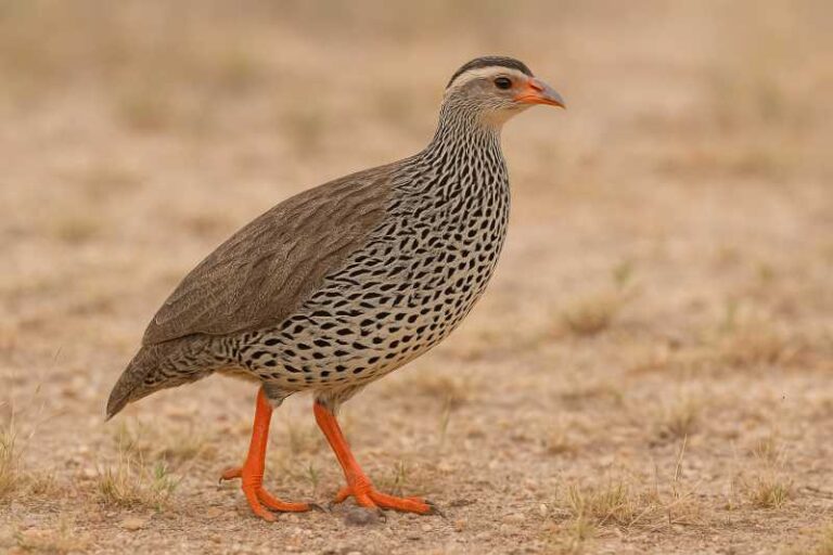Image of a Heuglin's Spurfowl in its natural habitat