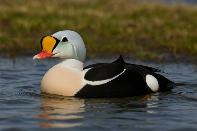 Image of a King Eider in its natural habitat
